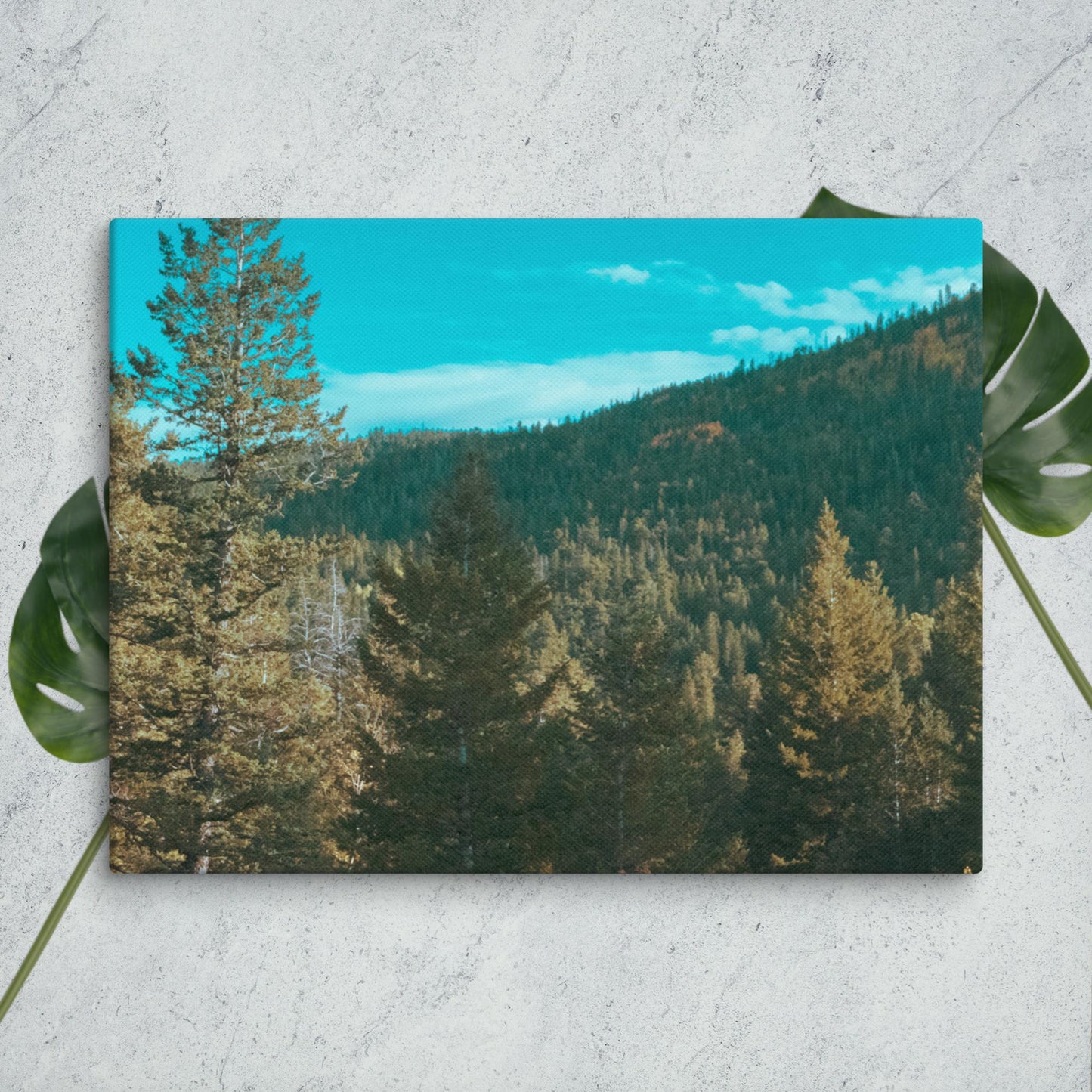 Colorado Forest Canvas