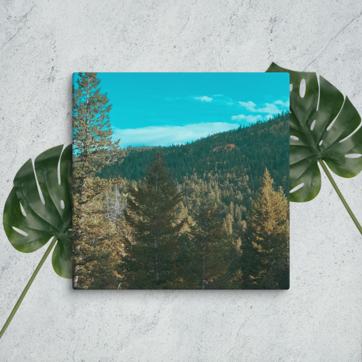 Colorado Forest Canvas