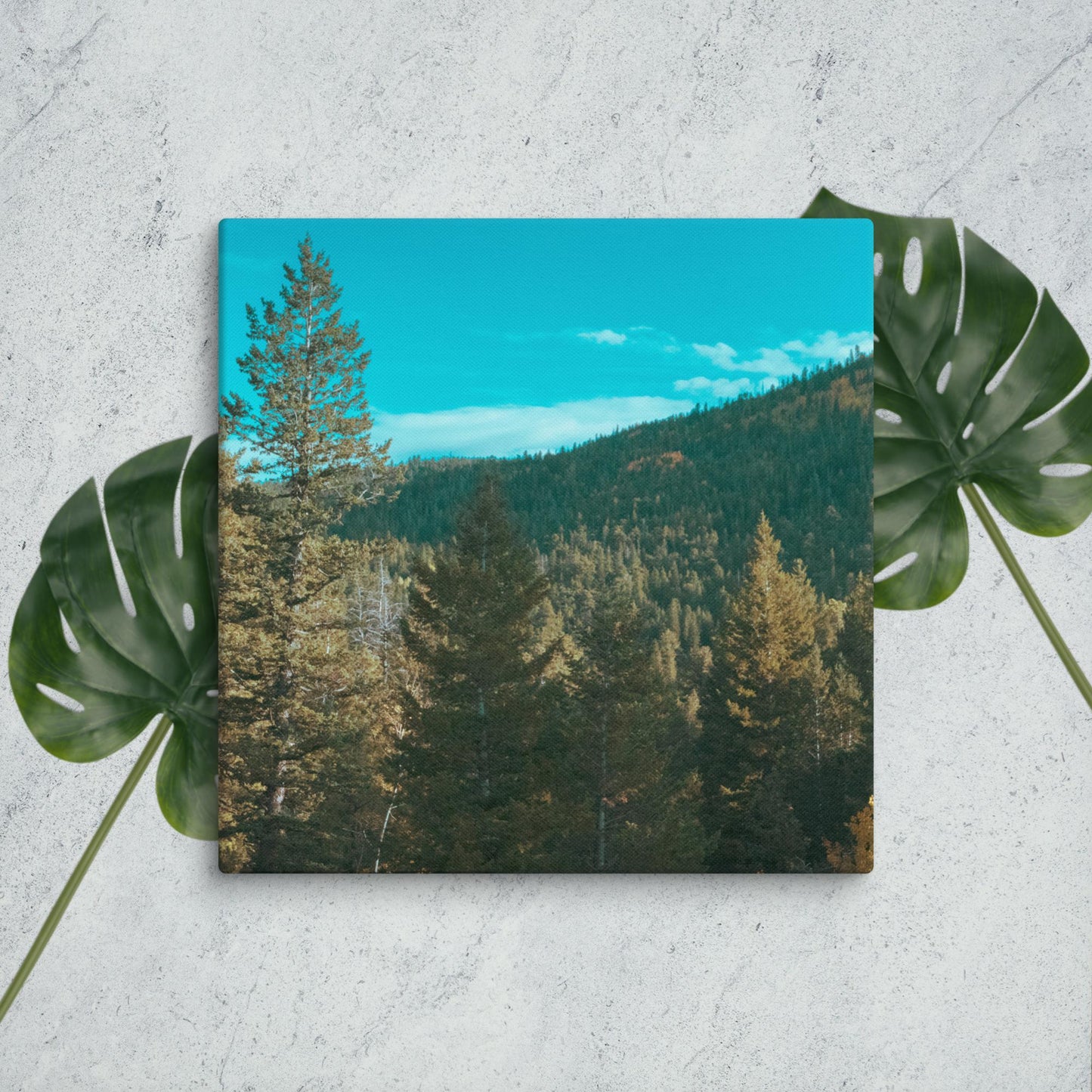 Colorado Forest Canvas