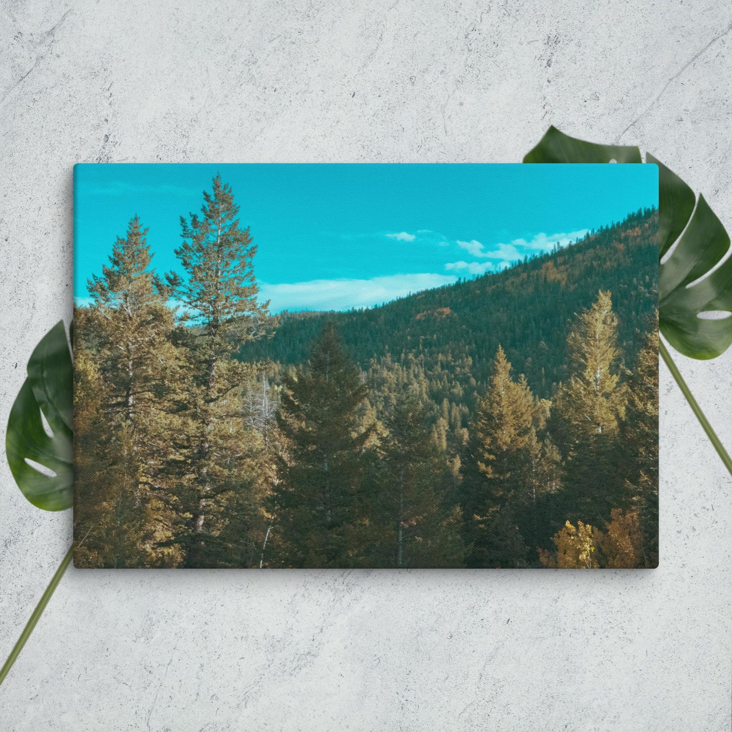 Colorado Forest Canvas