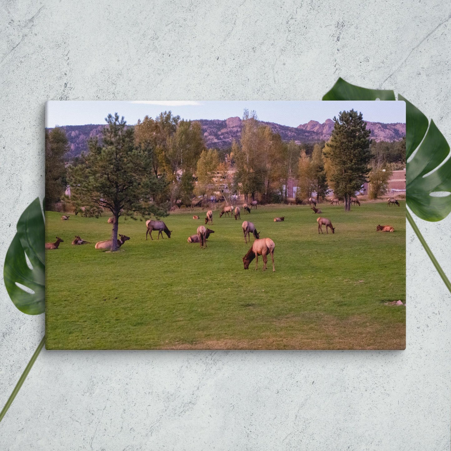 Colorado Nature Canvas