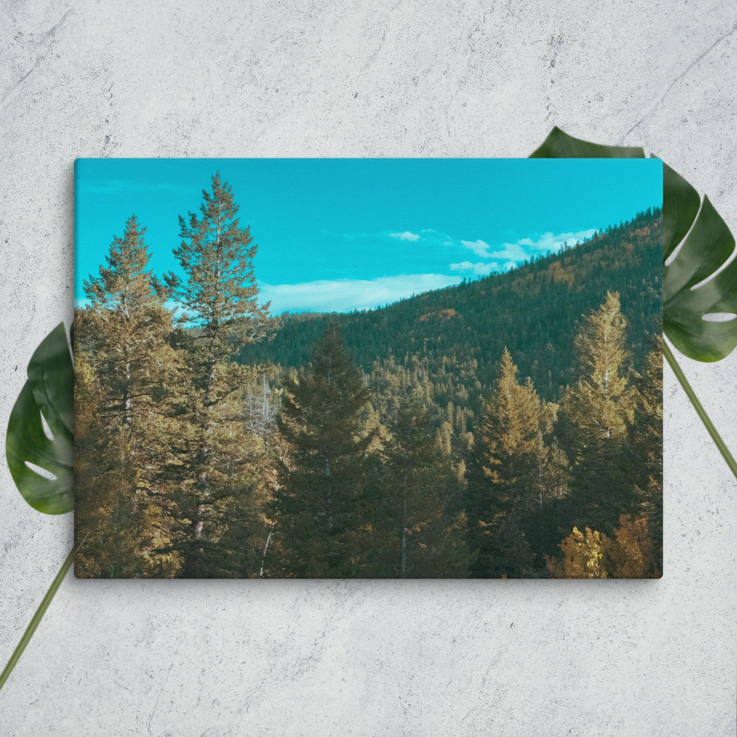 Colorado Forest Canvas