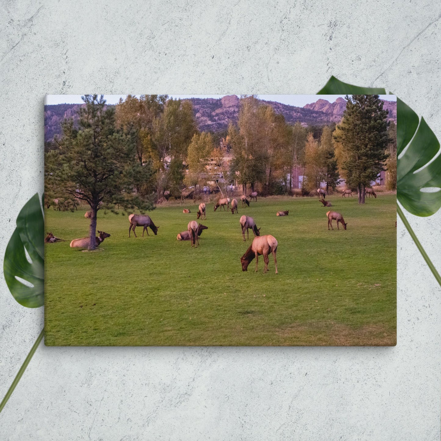 Colorado Nature Canvas