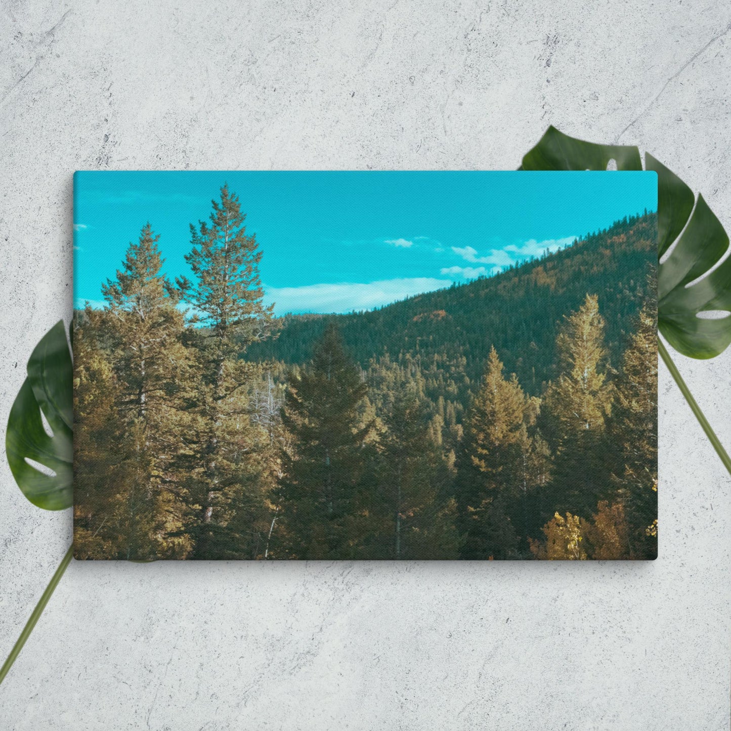 Colorado Forest Canvas