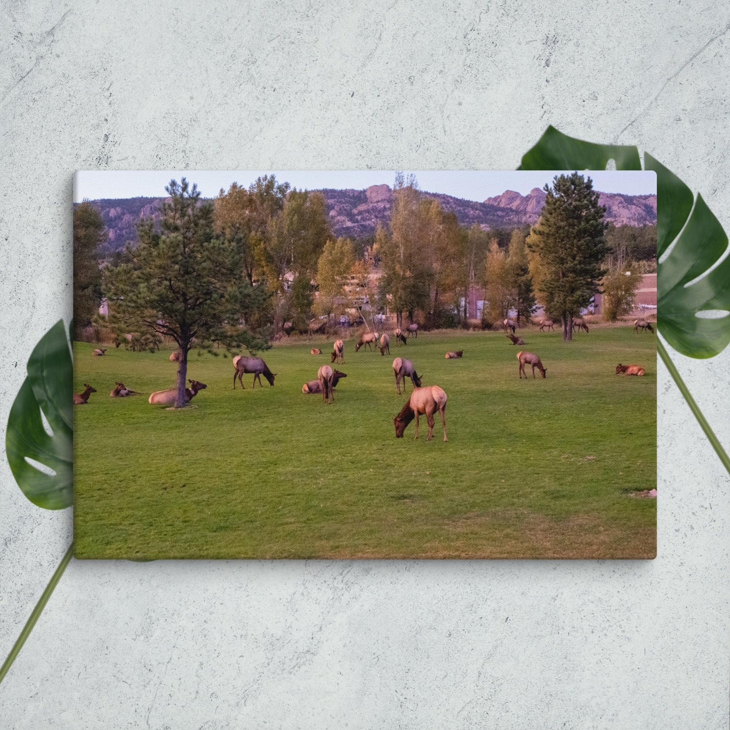 Colorado Nature Canvas