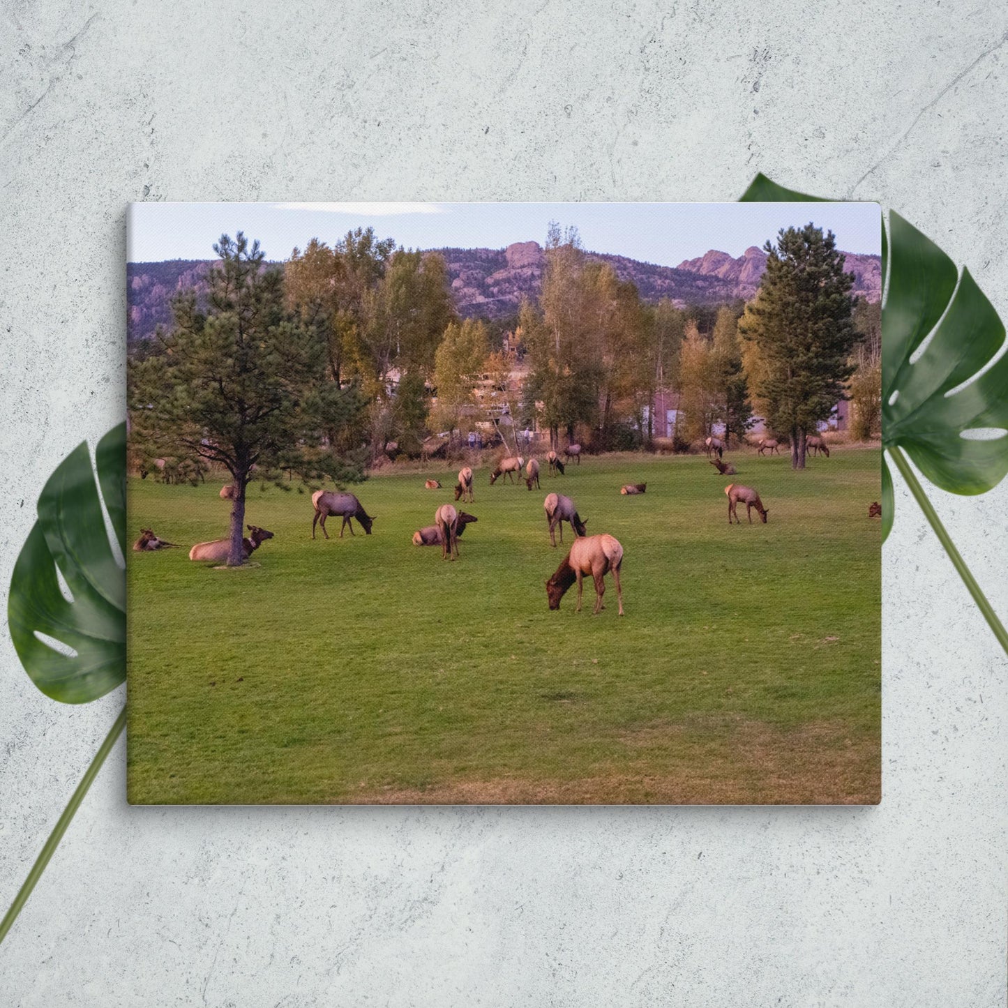 Colorado Nature Canvas