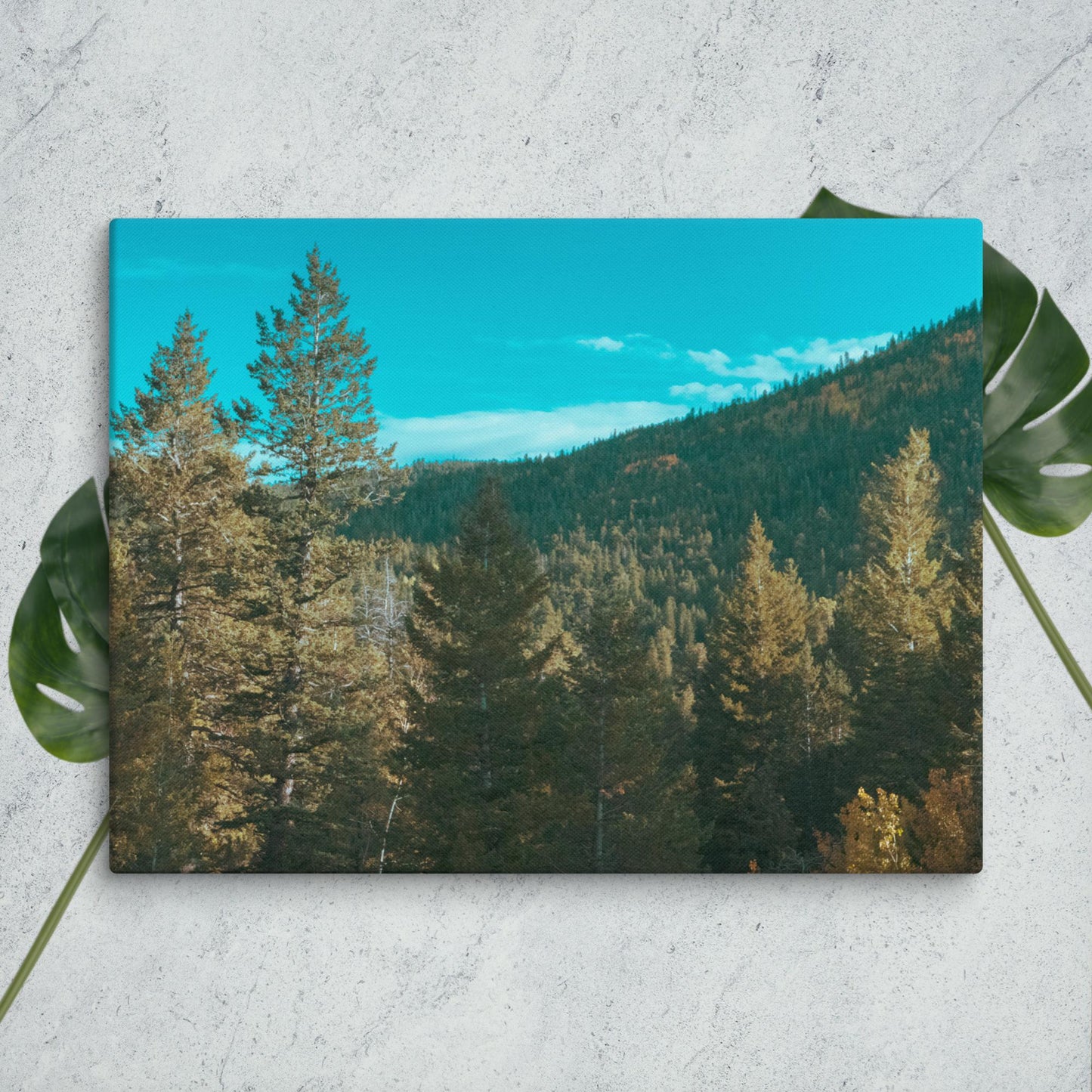 Colorado Forest Canvas