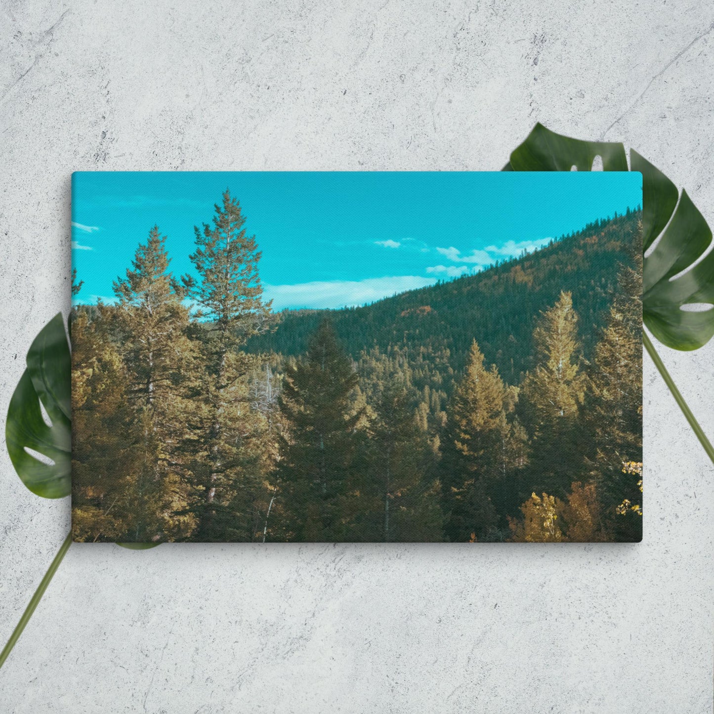 Colorado Forest Canvas