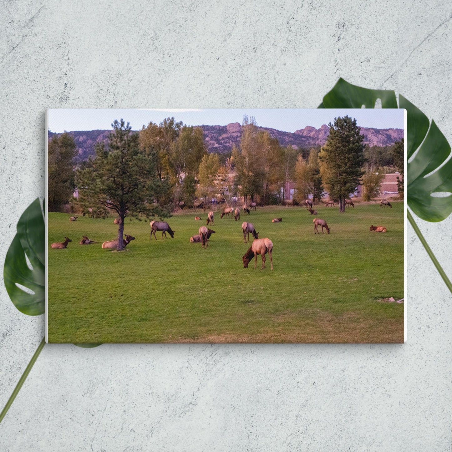 Colorado Nature Canvas