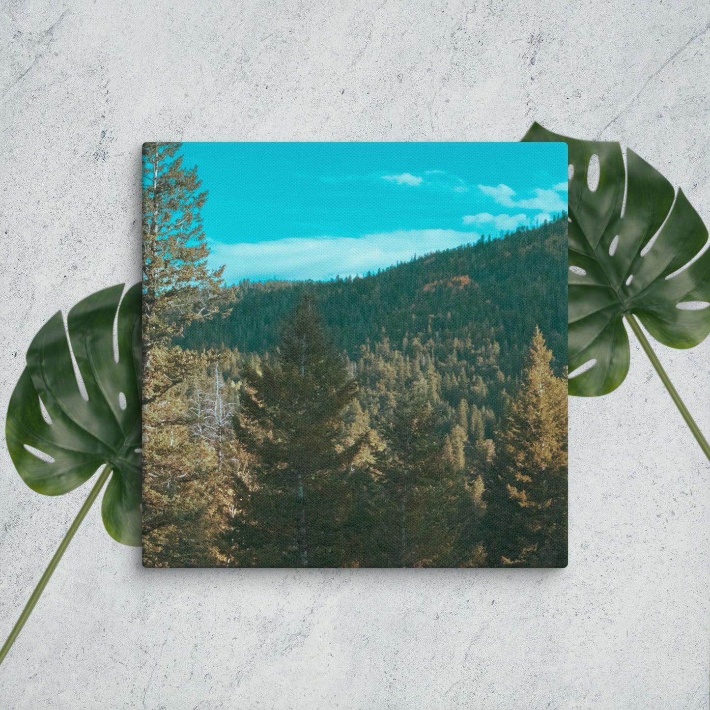 Colorado Forest Canvas