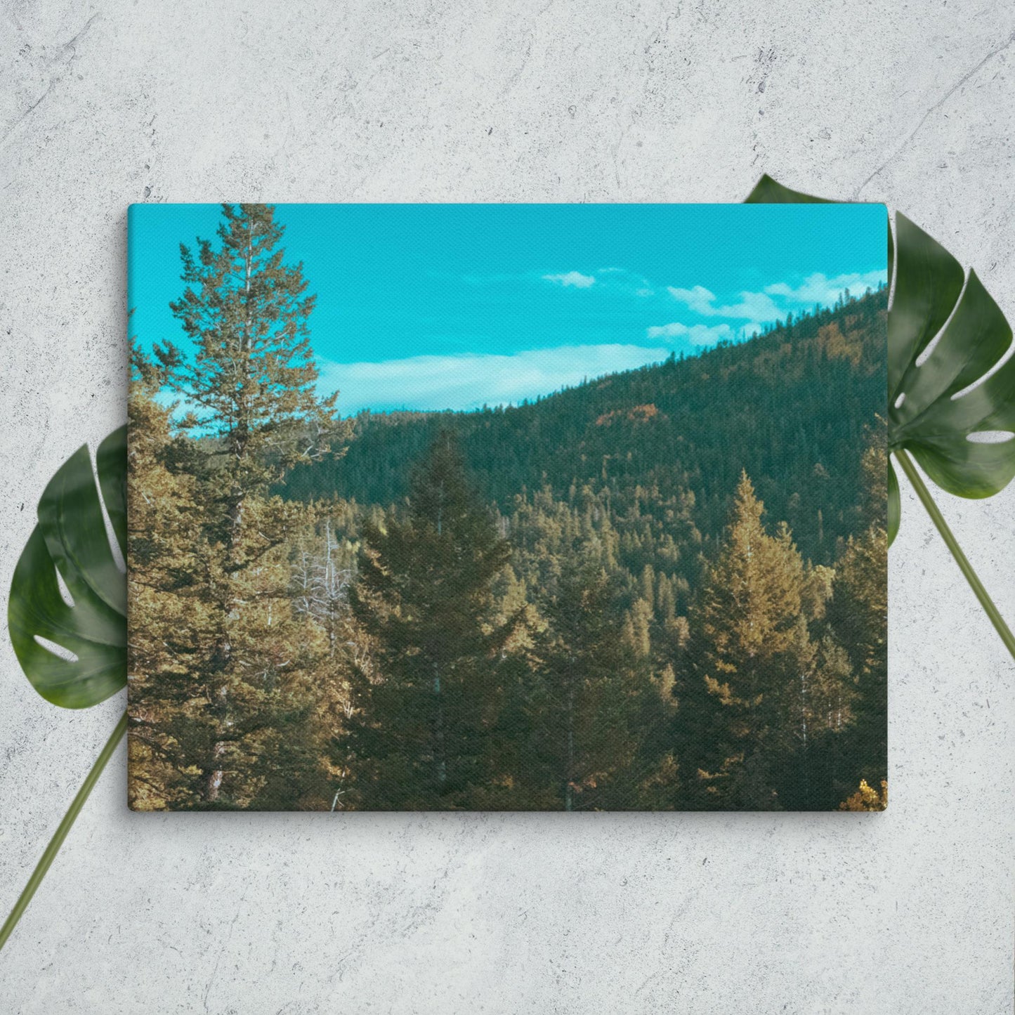 Colorado Forest Canvas