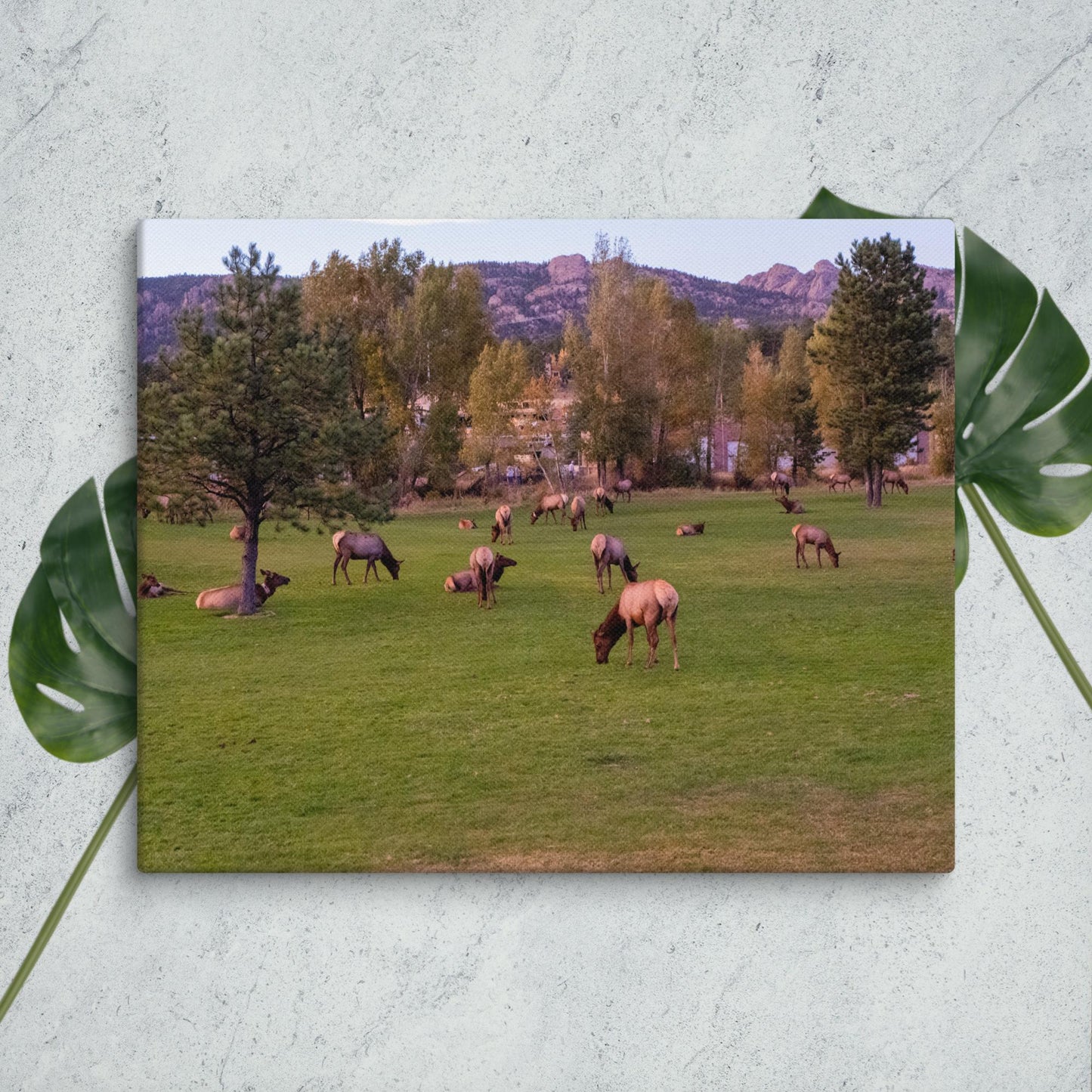 Colorado Nature Canvas