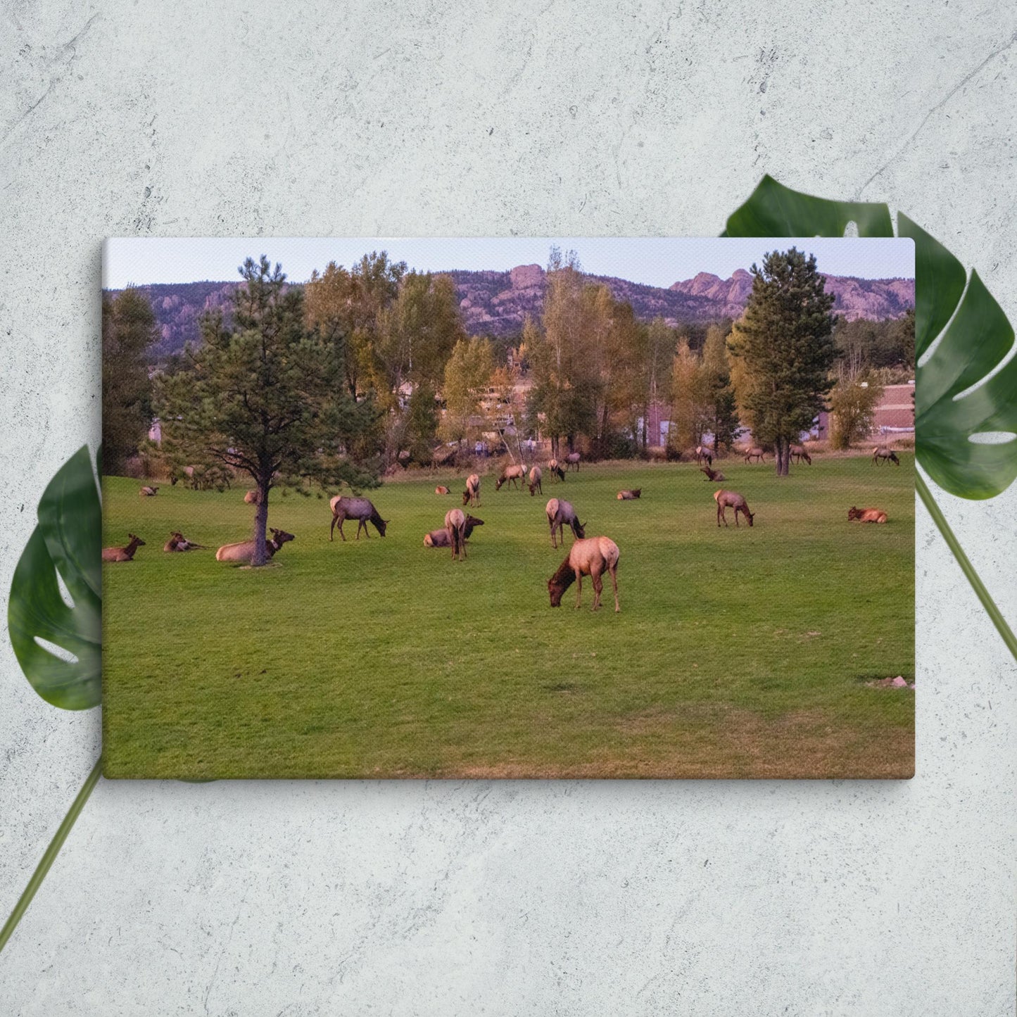 Colorado Nature Canvas