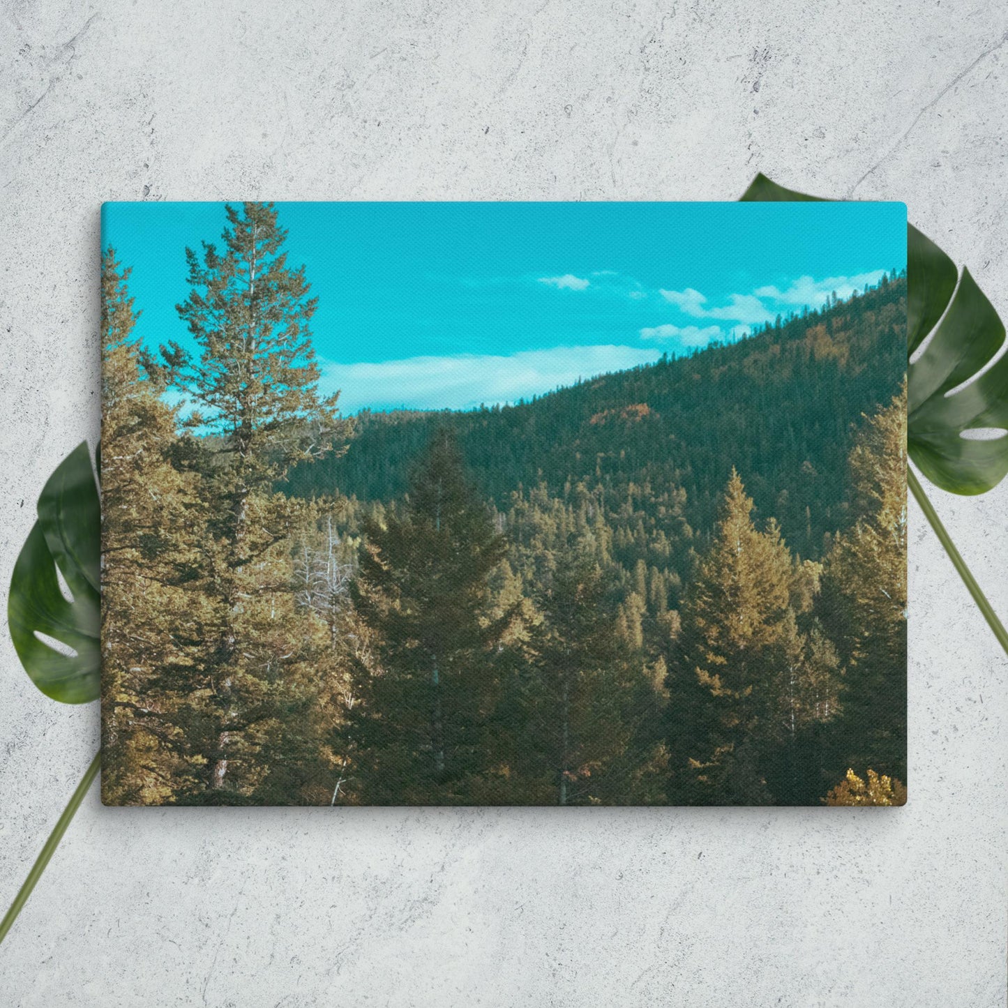 Colorado Forest Canvas