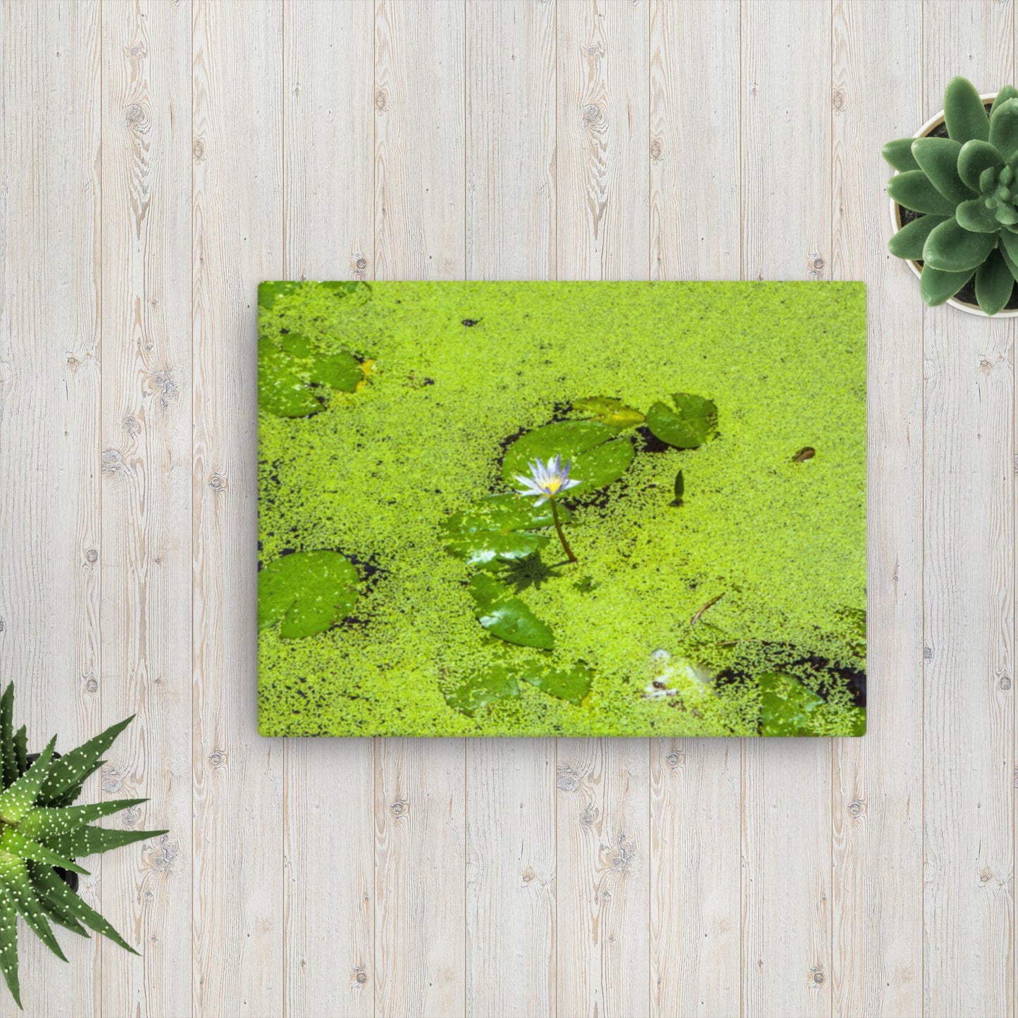 Flower in Pond